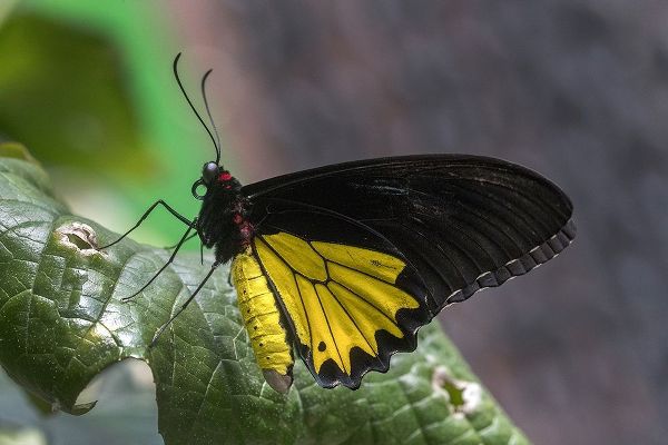 Indonesia Birdwing butterfly on leaf